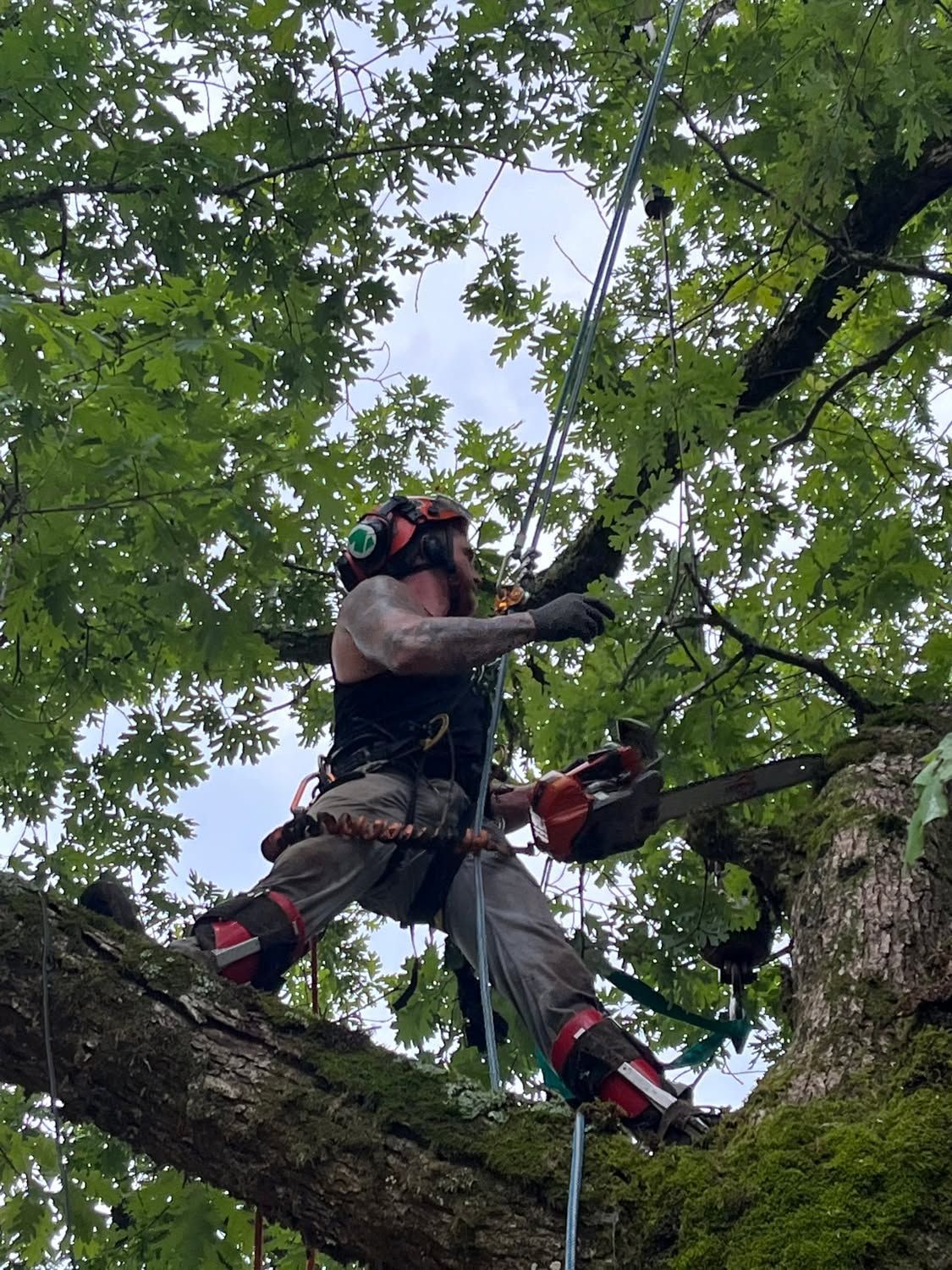 Tree climber in safety gear rappels among leafy branches, secured by ropes in a forest canopy.