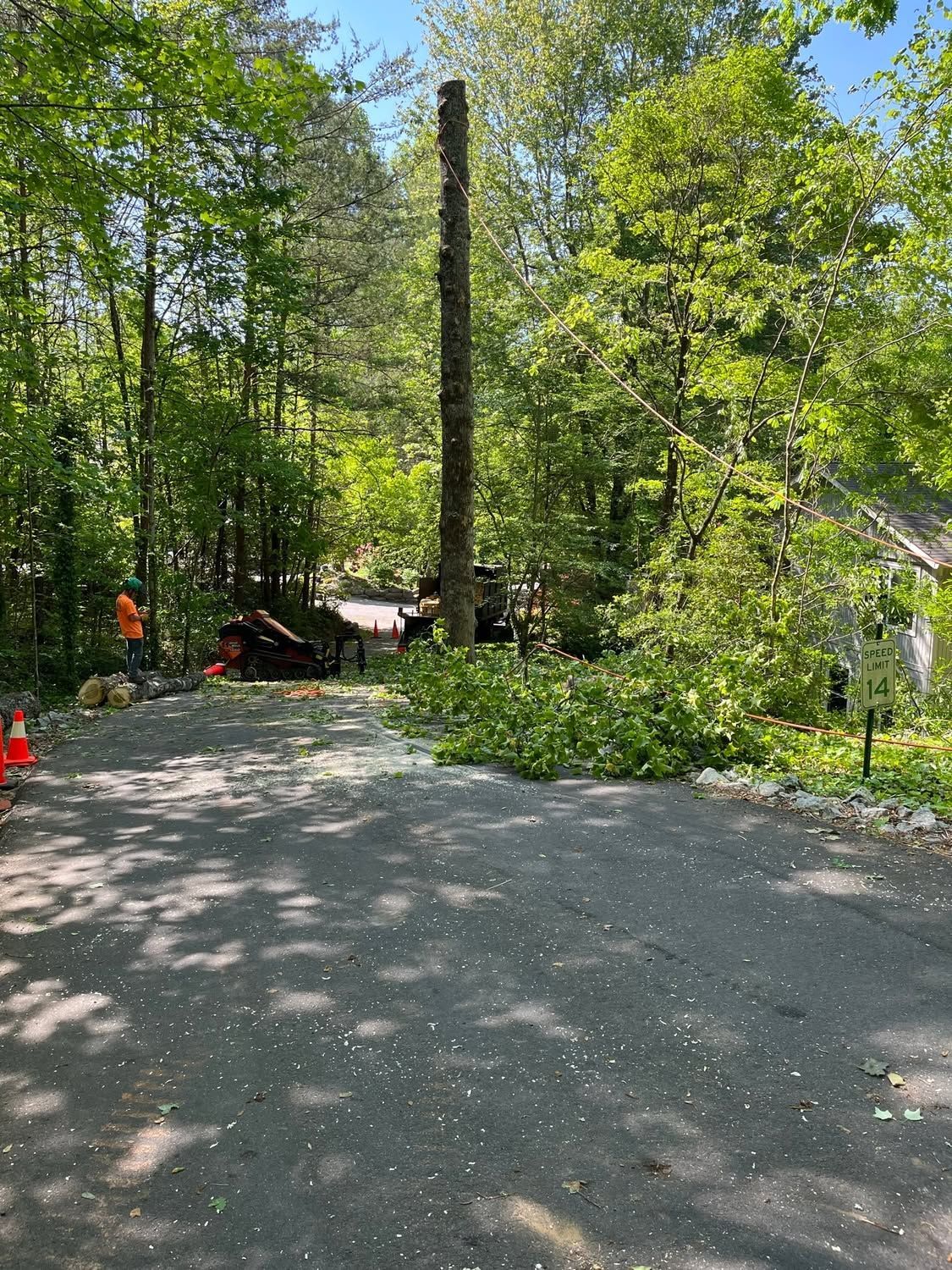 Wooded driveway with dappled sunlight, a tall tree stump, and a small pile of wood near the edge