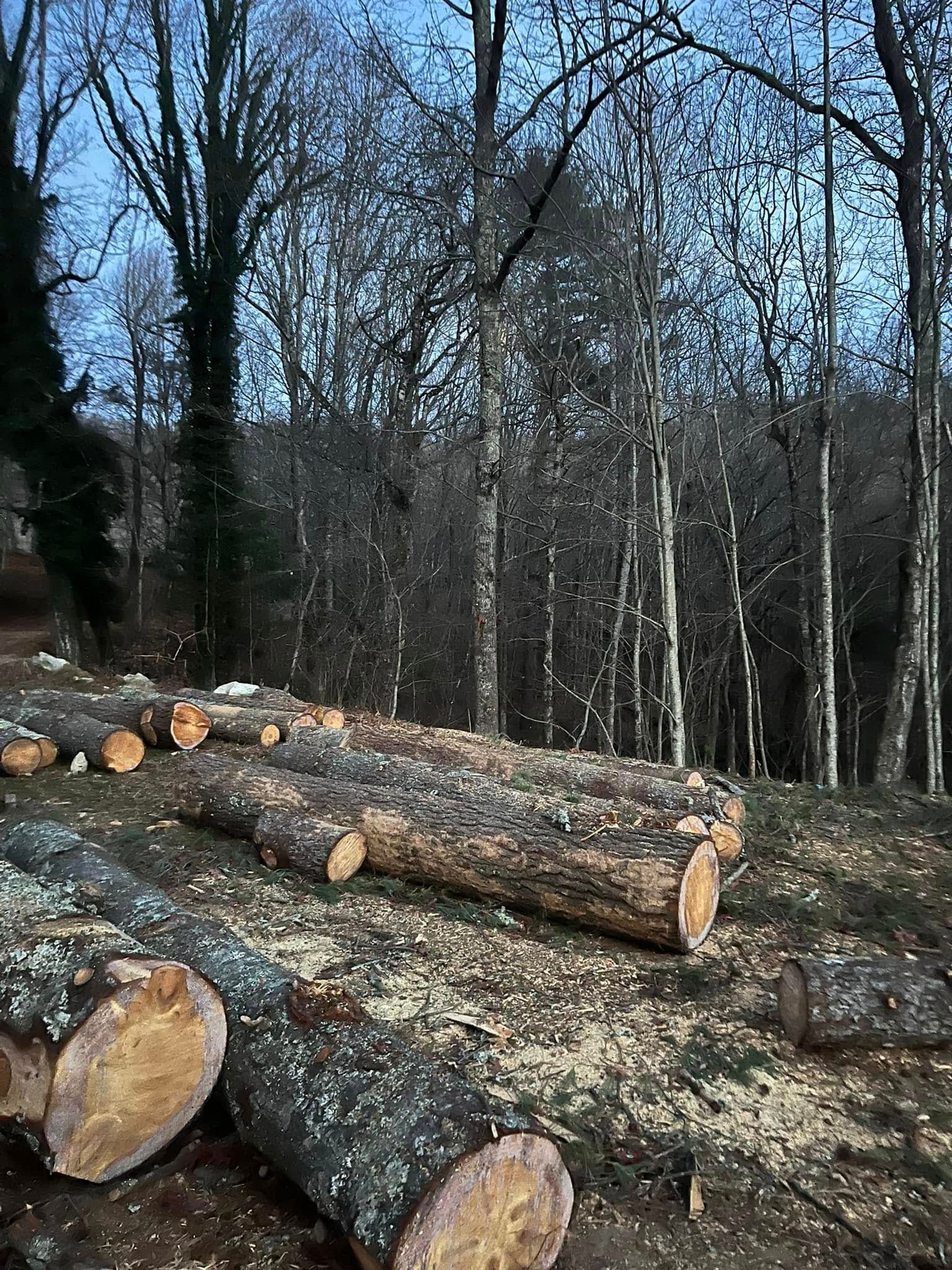 Cut logs stacked in a wooded clearing beside leafless trees, with sunlight on the forest floor.