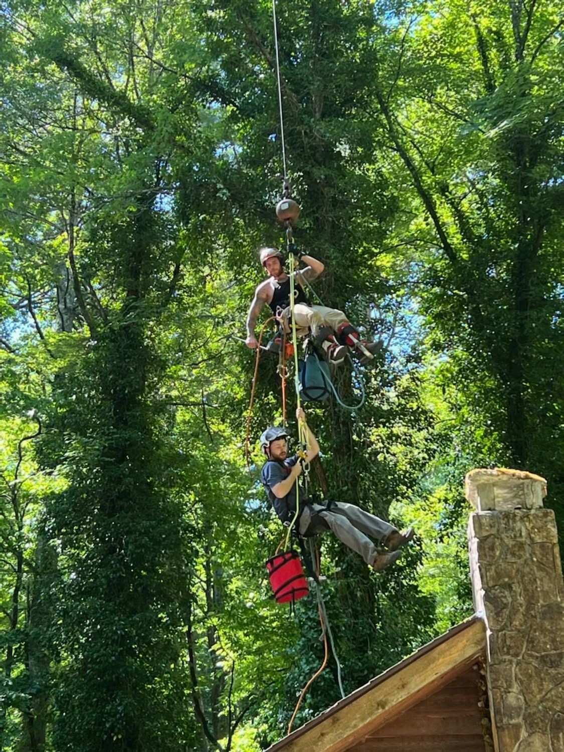 Four climbers on ropes scale a tall wooden wall in a forest obstacle course.