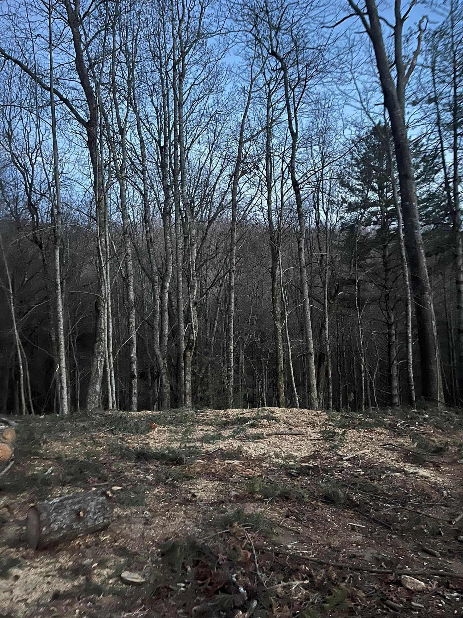 Bare winter forest with leafless trees and a dirt clearing under a blue sky