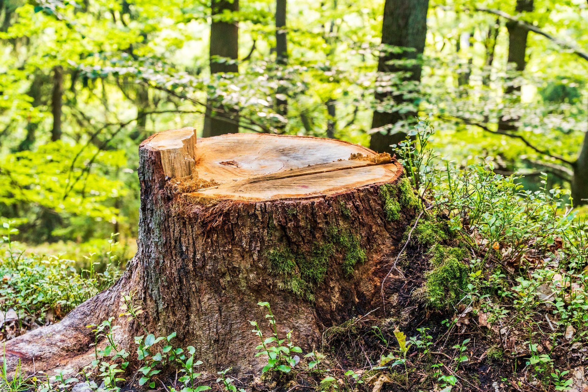 Freshly cut tree stump in a green forest clearing, with bark and saw marks visible
