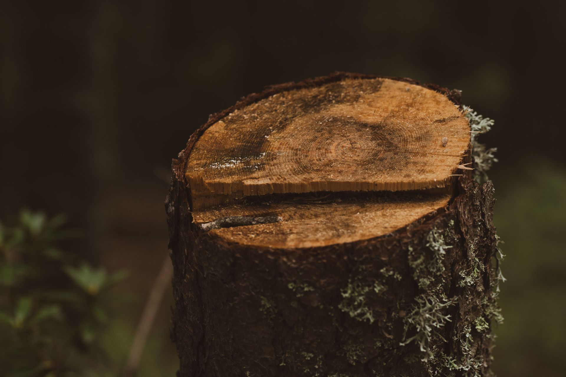 Freshly cut tree stump in a dark forest setting, with moss and bark visible around the top.