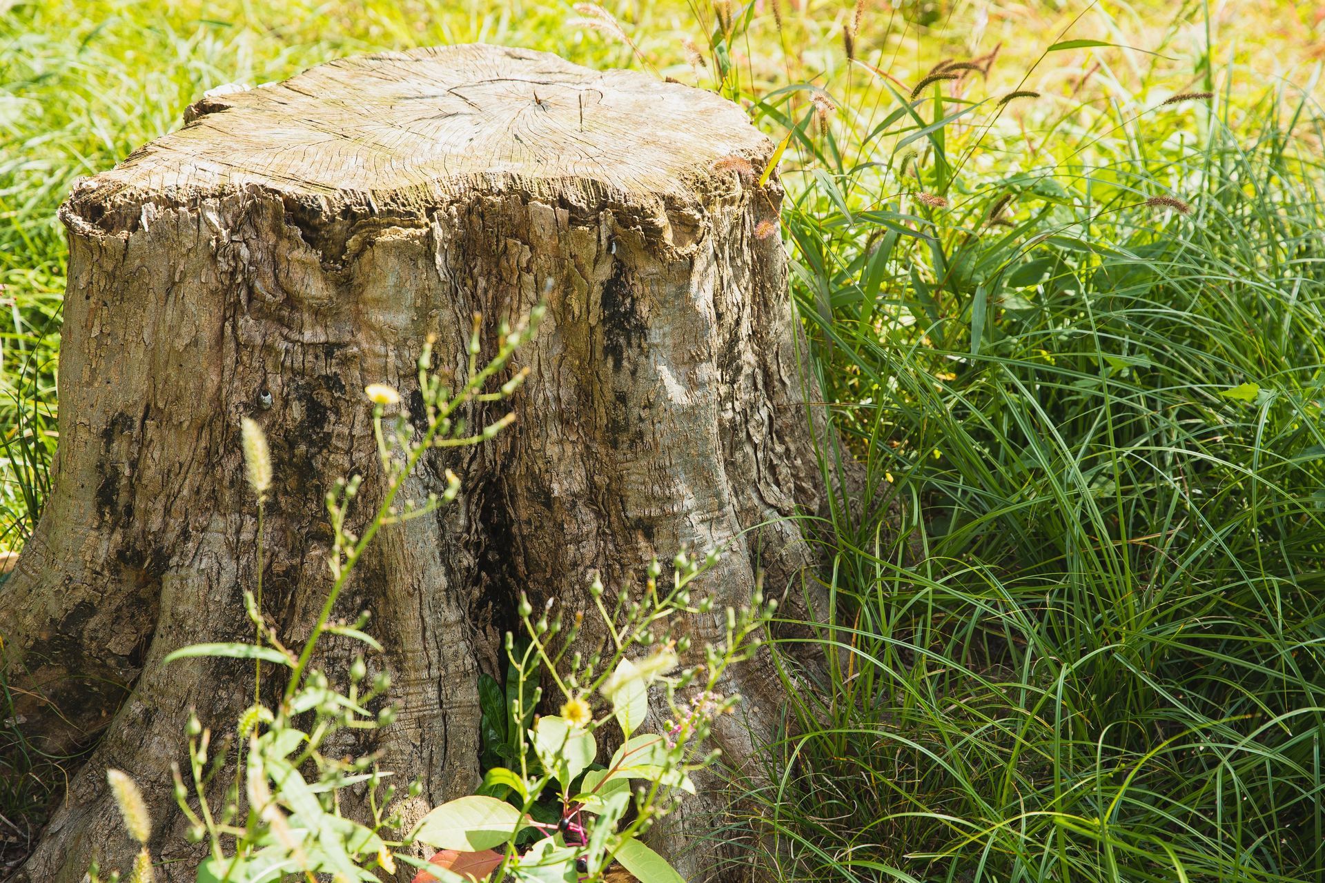 Weathered tree stump in green grass and wild plants