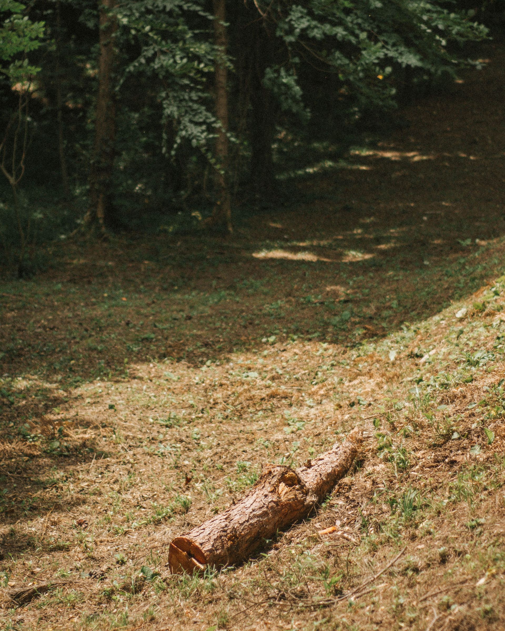 A brown log lies on a sunlit grassy slope beside a wooded forest path.