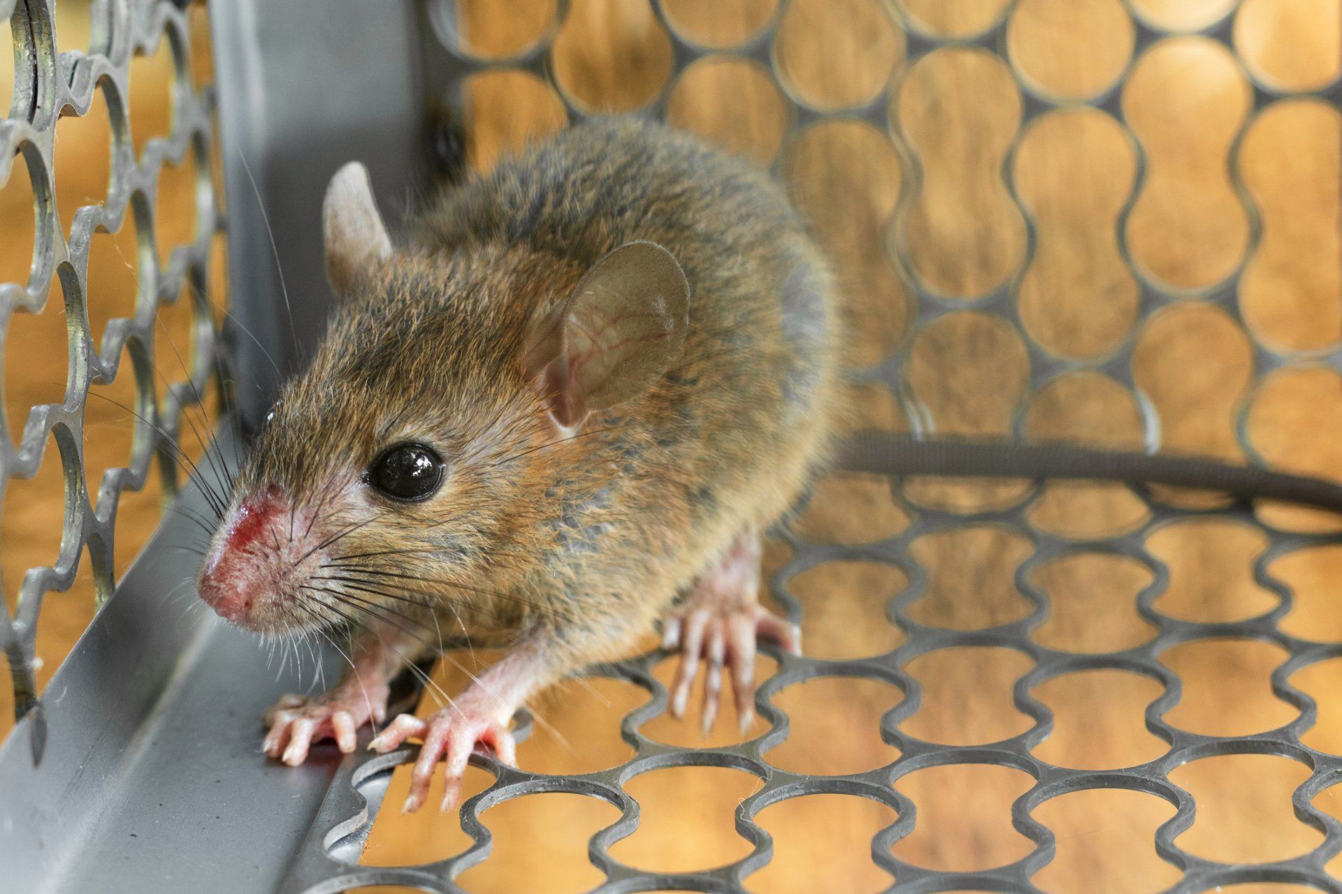Close-up on Rodent — Brisbane, QLD — All Pest Solutions