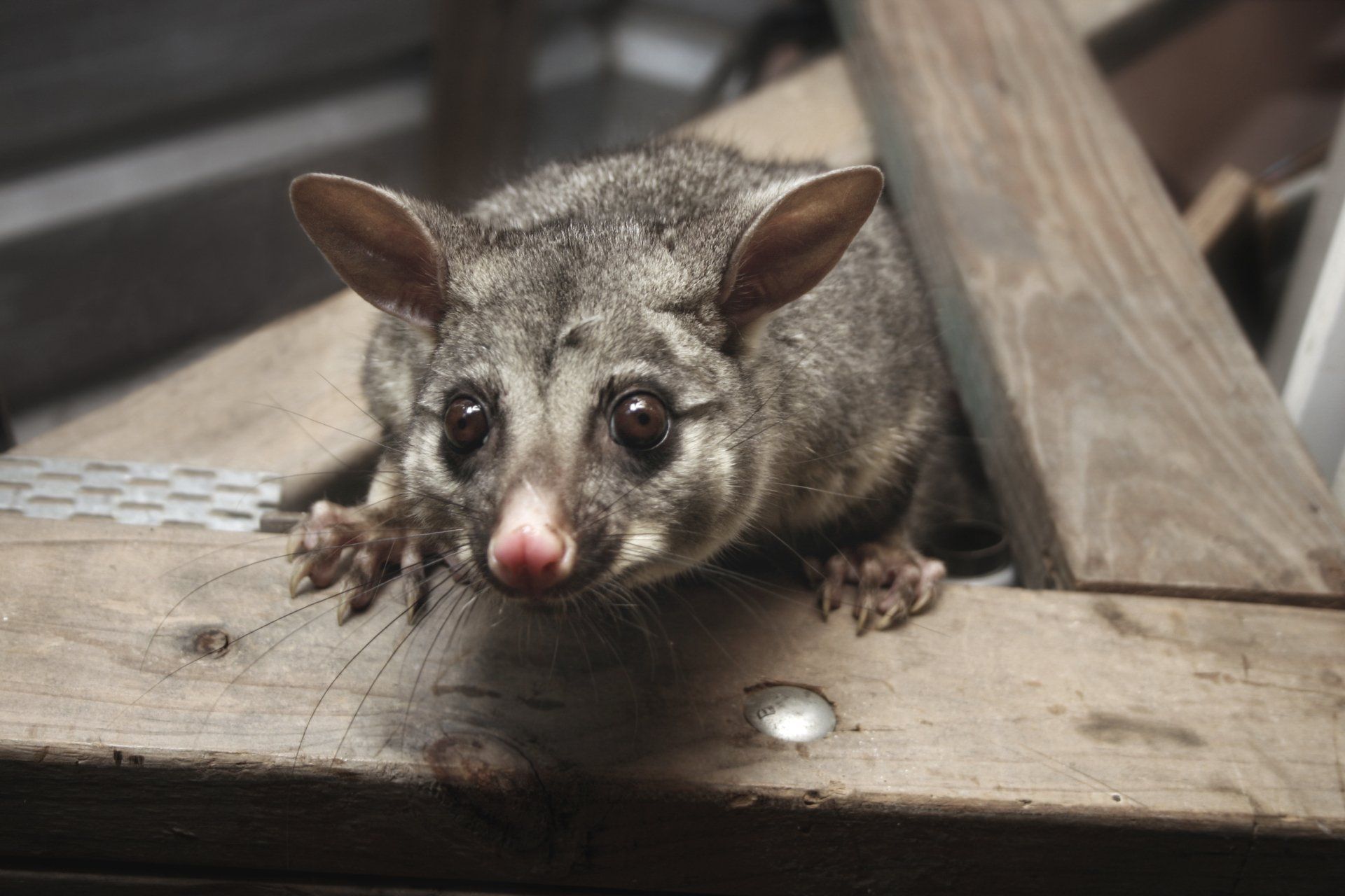 Plastic Box Trap — Brisbane, QLD — All Pest Solutions