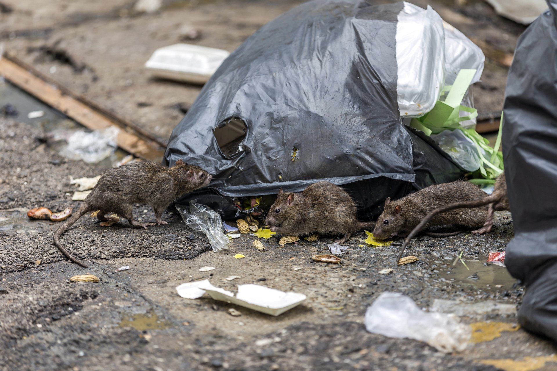 Dead Rodent — Brisbane, QLD — All Pest Solutions