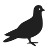 Black silhouette of a pigeon standing on a white background.