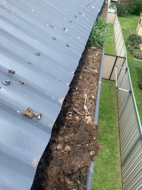 Overflowing gutter filled with debris and some plant growth next to a metal roof and fence.