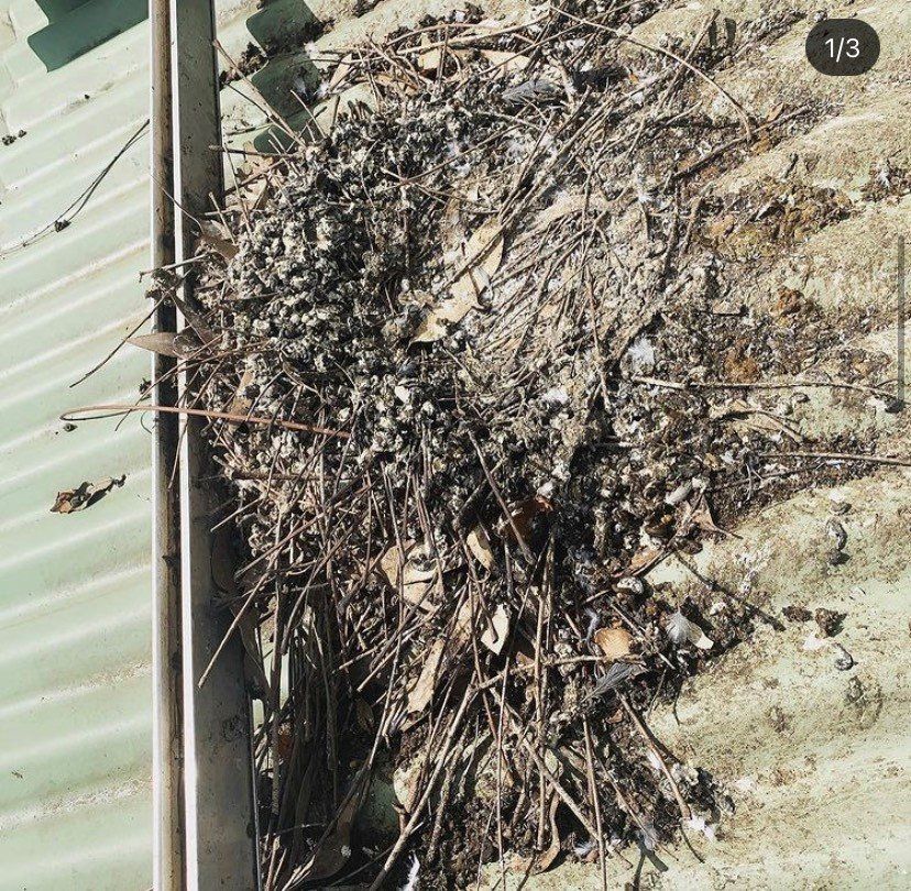 A large pile of debris, including twigs and leaves, on a corrugated metal roof near a gutter.