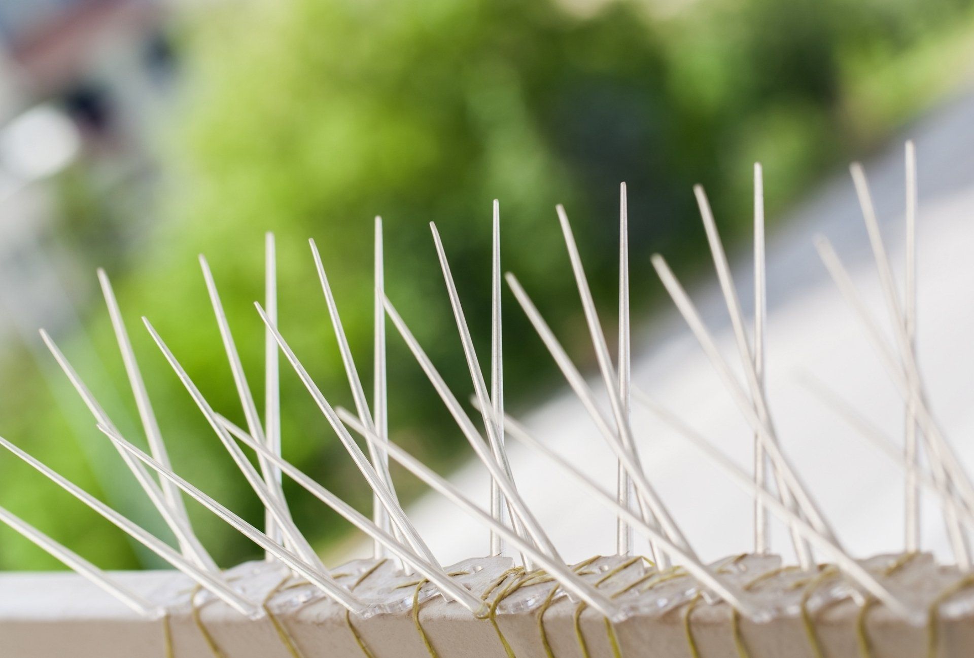 Bird Spikes — Brisbane, QLD — All Pest Solutions