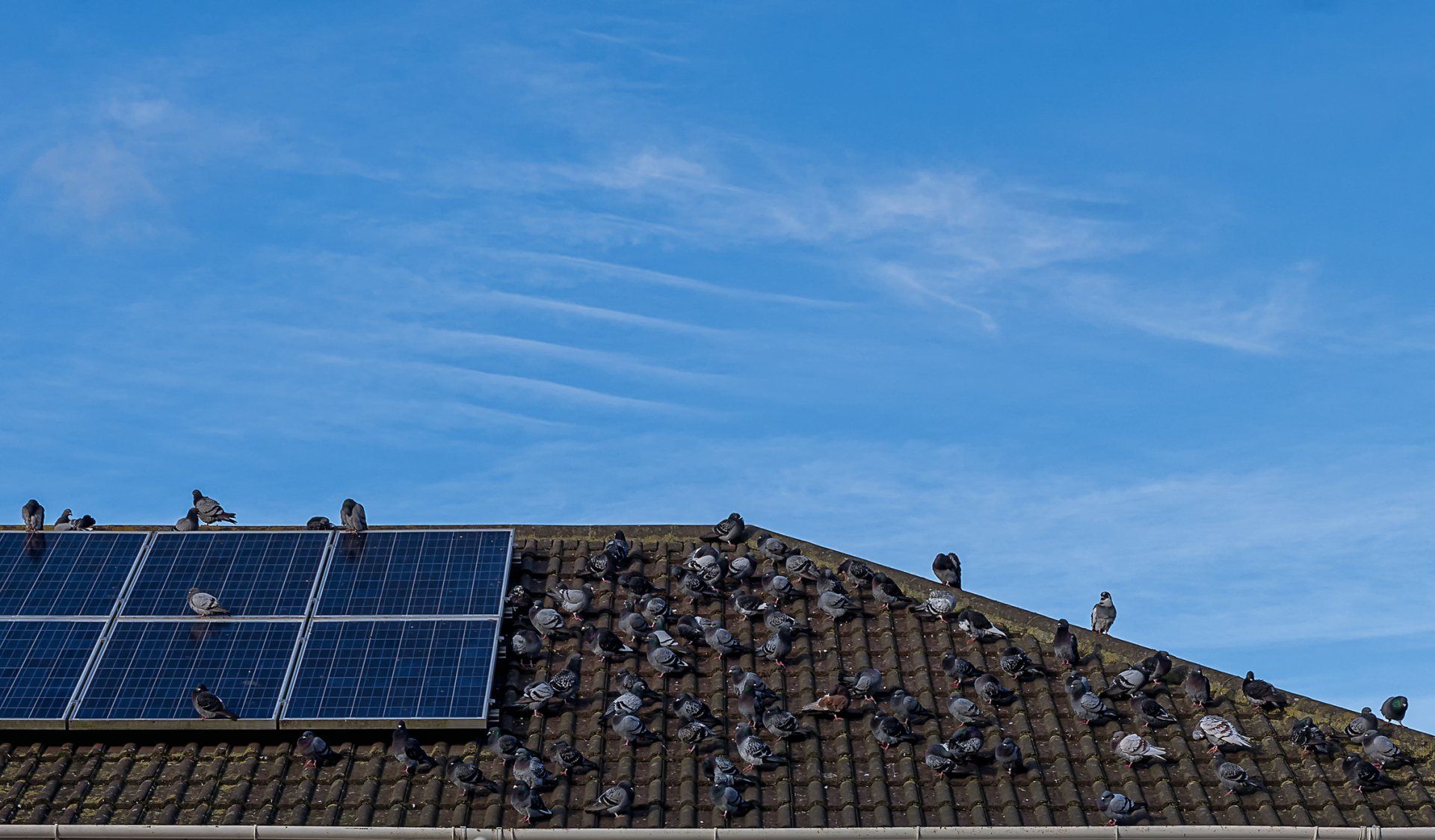Pigeons on Roof — Brisbane, QLD — All Pest Solutions