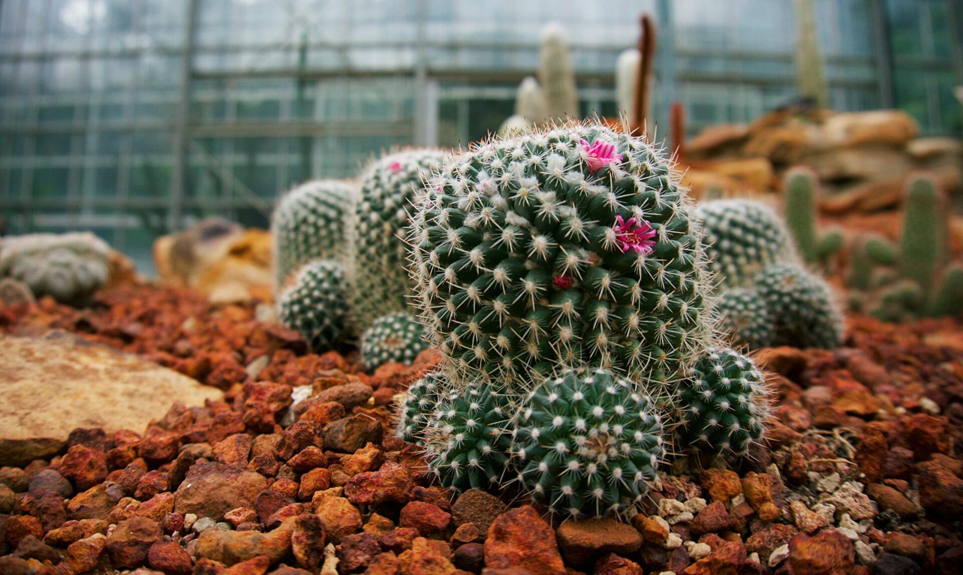 Flowering Cacti planted in landscaping rock in Yorba Linda California.