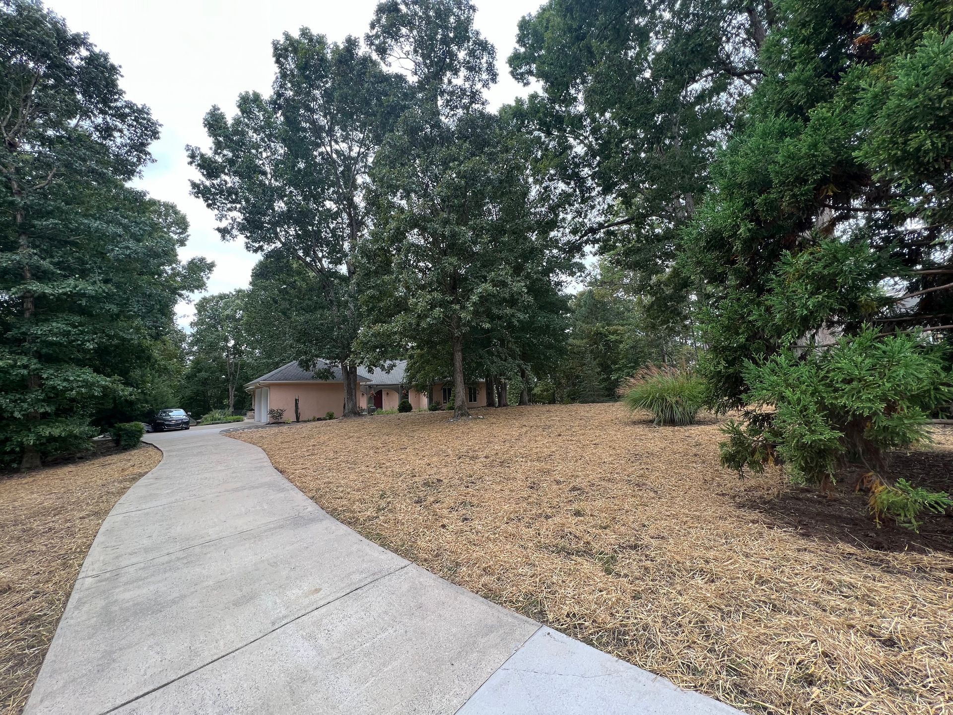 Concrete driveway leading to a small house, surrounded by trees and dry ground cover.