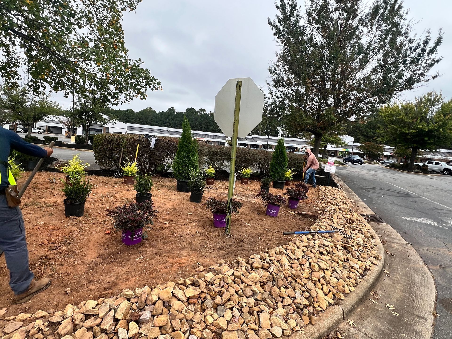 Landscape bed with young shrubs and purple flowers beside a parking lot and stop sign