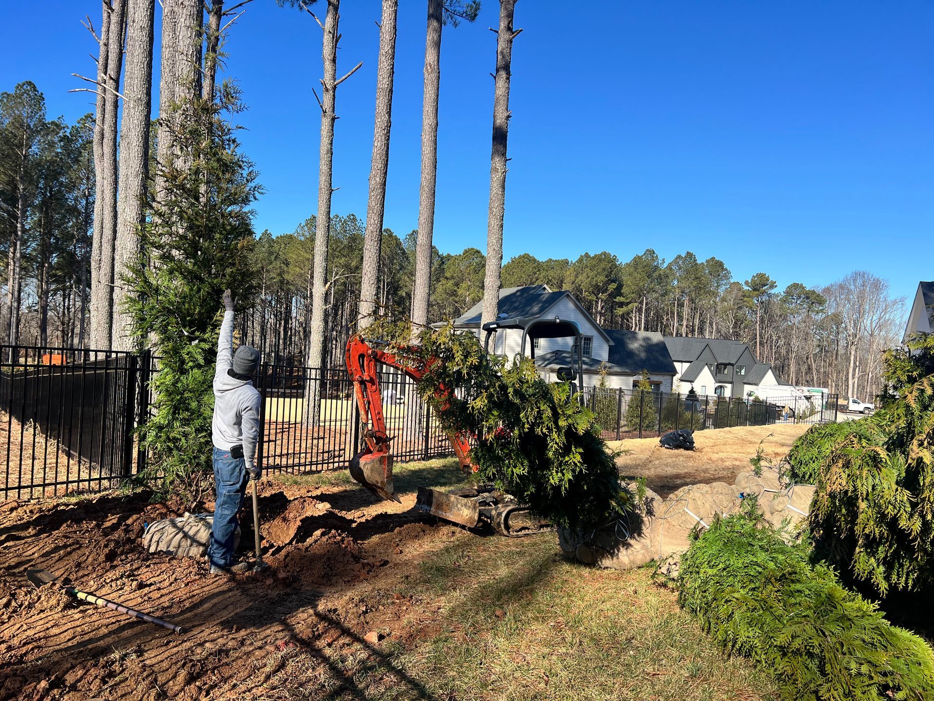 Person trimming a large shrub beside a fenced yard with tall pine trees and houses in the background.