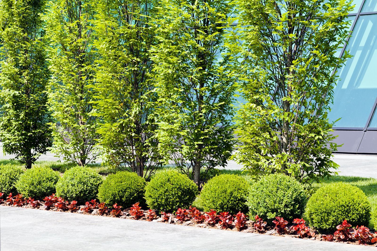 Curved front walkway with blue and tan pavers beside a house and landscaped shrubs