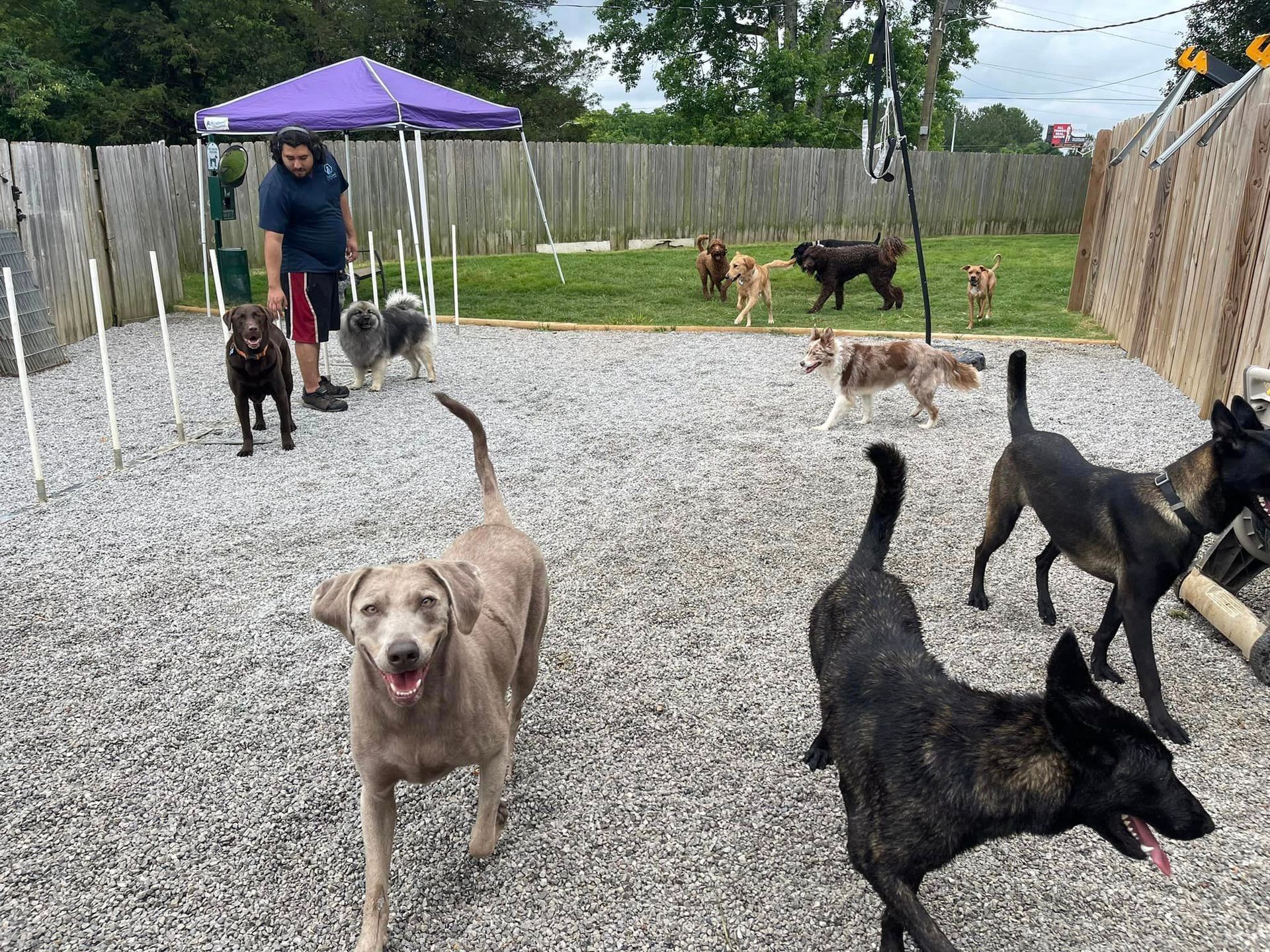 anooga TN – Stocked with high-quality pet goods
Dog and cat boarding Chattanooga TN – Pets enjoying their stay
Best pet grooming Chattanooga TN – Freshly groomed happy dog
Chattanooga pet boar