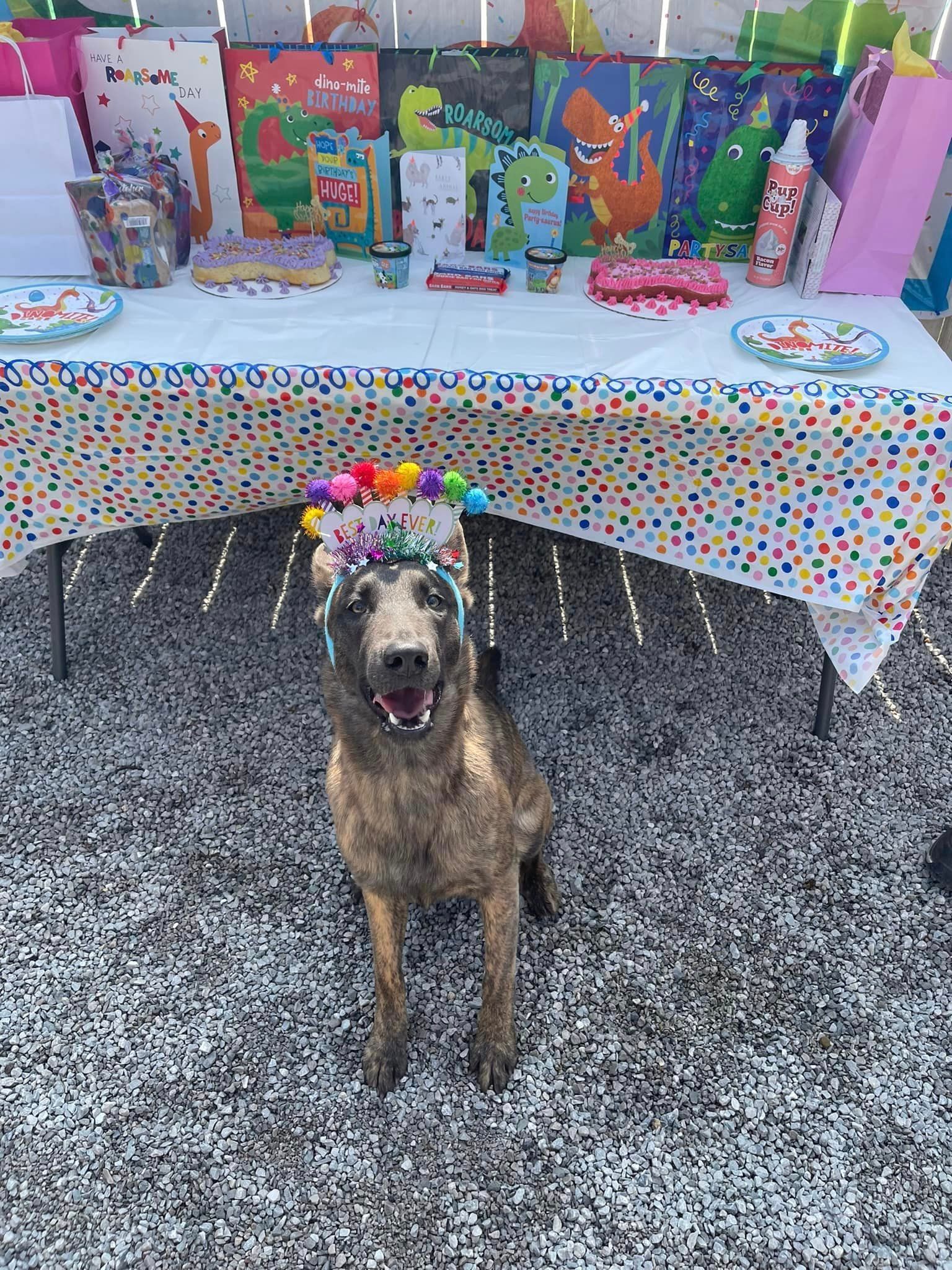 Pet birthday party services in Chattanooga TN – Celebrating furry friends
