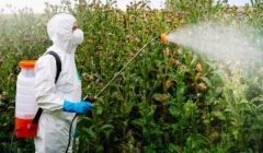 A man in a protective suit is spraying plants in a field.