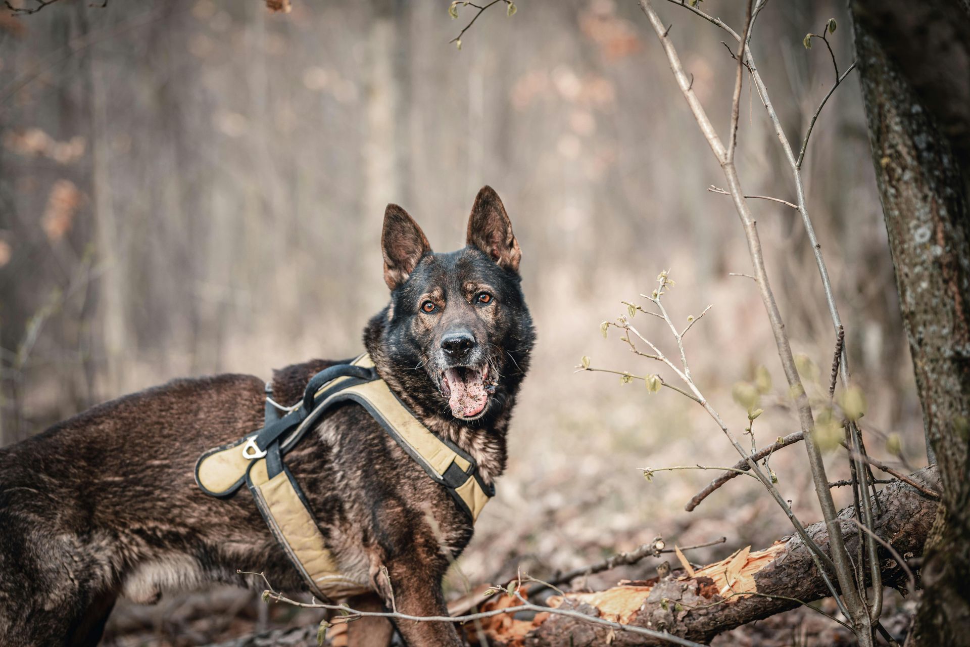A dog wearing a harness is standing in the woods.