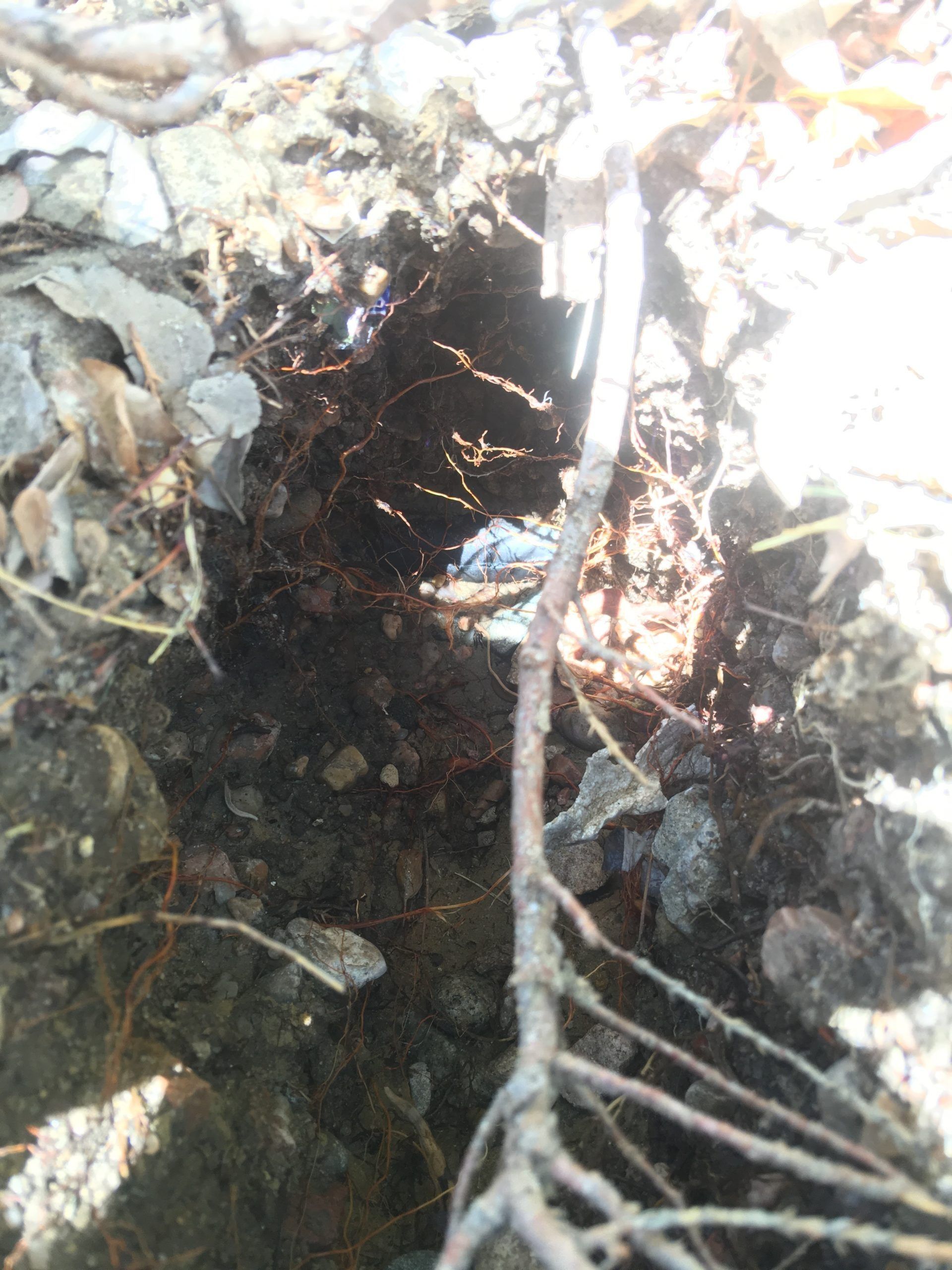 A close-up view into a deep, dark hole in the dirt, revealing exposed tree roots and scattered pebbles.