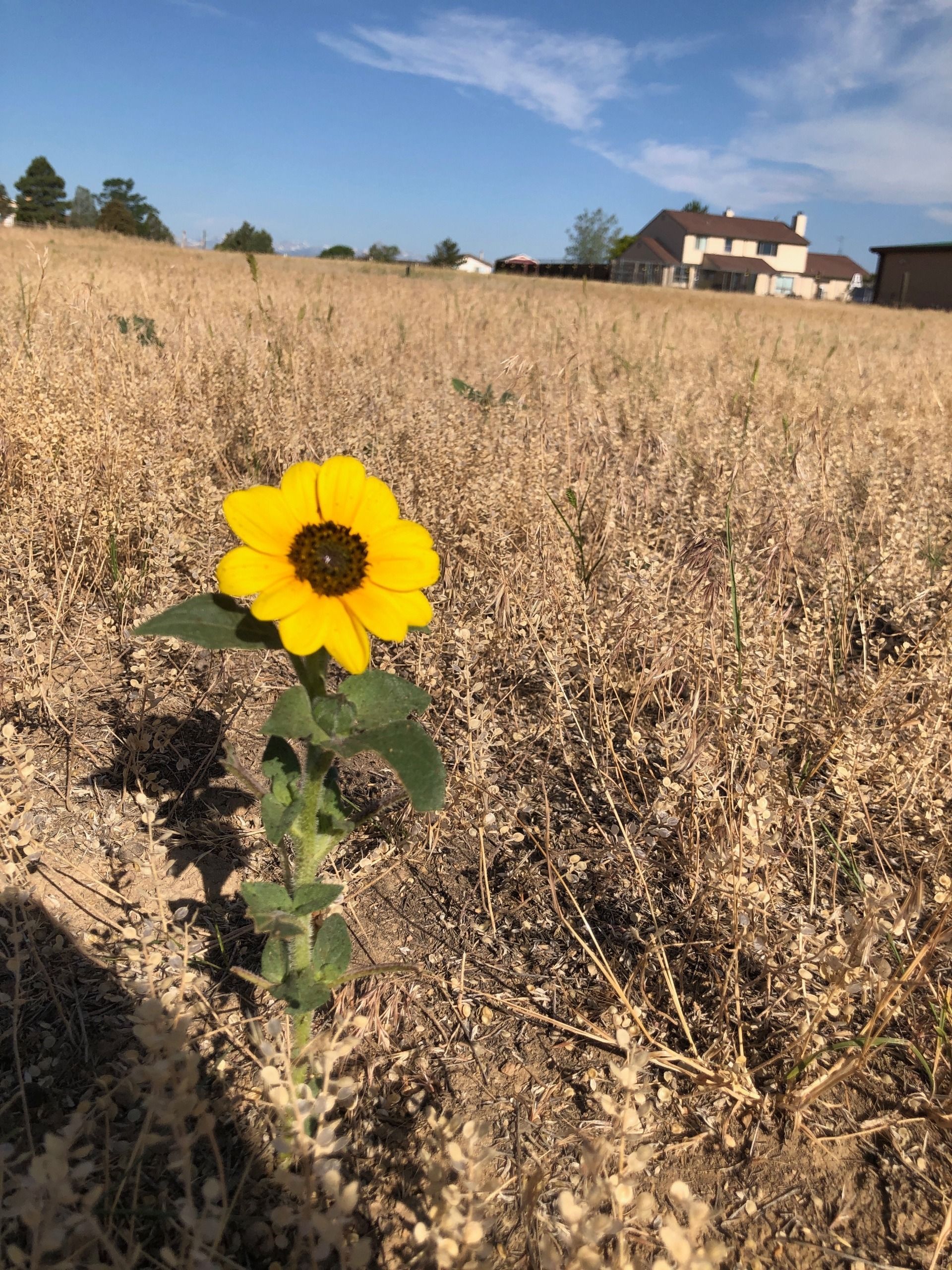 A single bright yellow sunflower blooms in the center of a dry, parched field with a house in the distance.