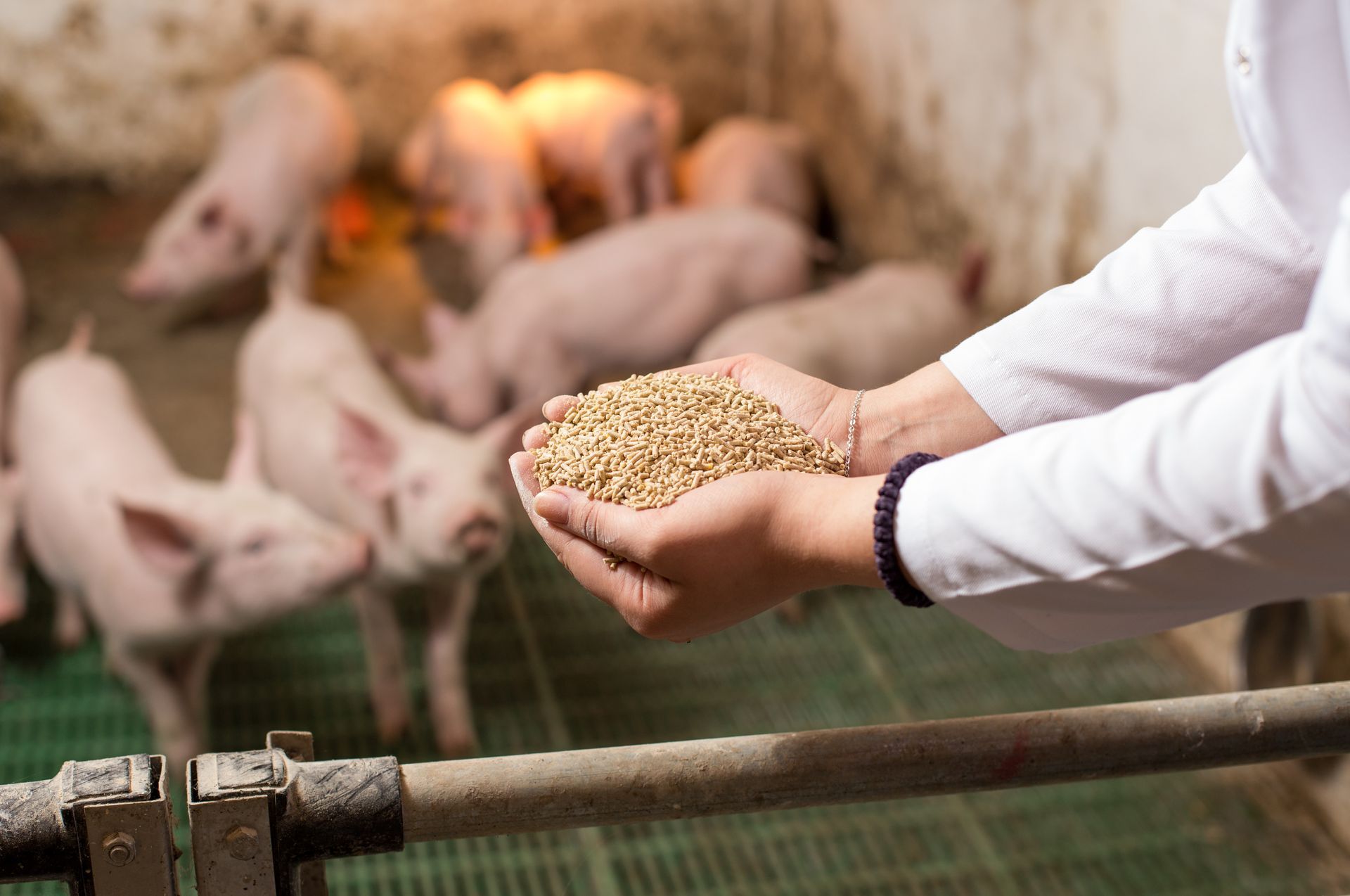 Une personne tient un tas de nourriture dans ses mains devant des cochons.