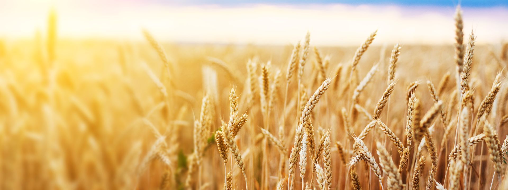 The sun is shining through the ears of wheat in a field.
