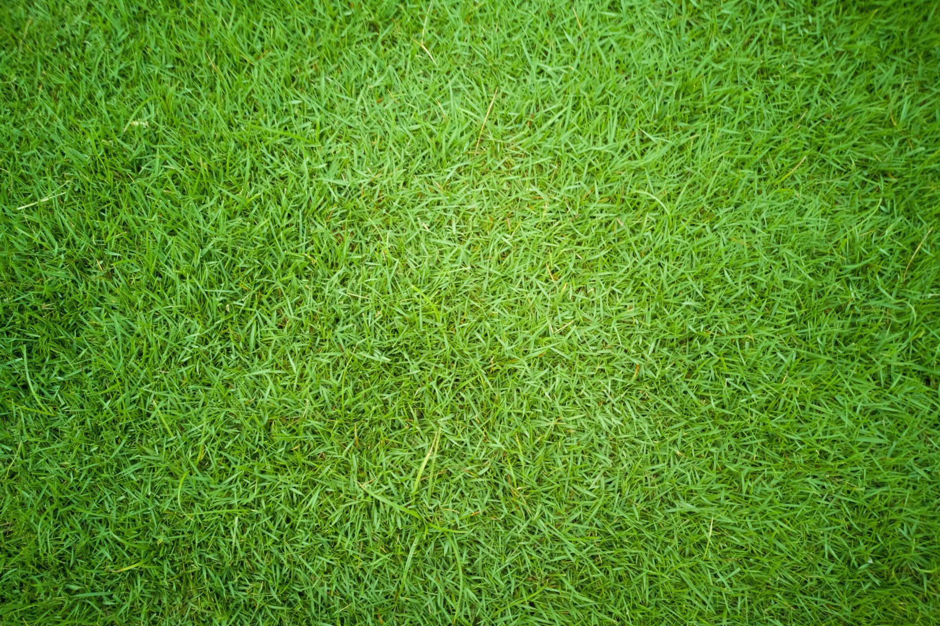 Bermuda vs. Zoysia vs. St. Augustine: Which Grass Is Best for a North Texas Lawn?