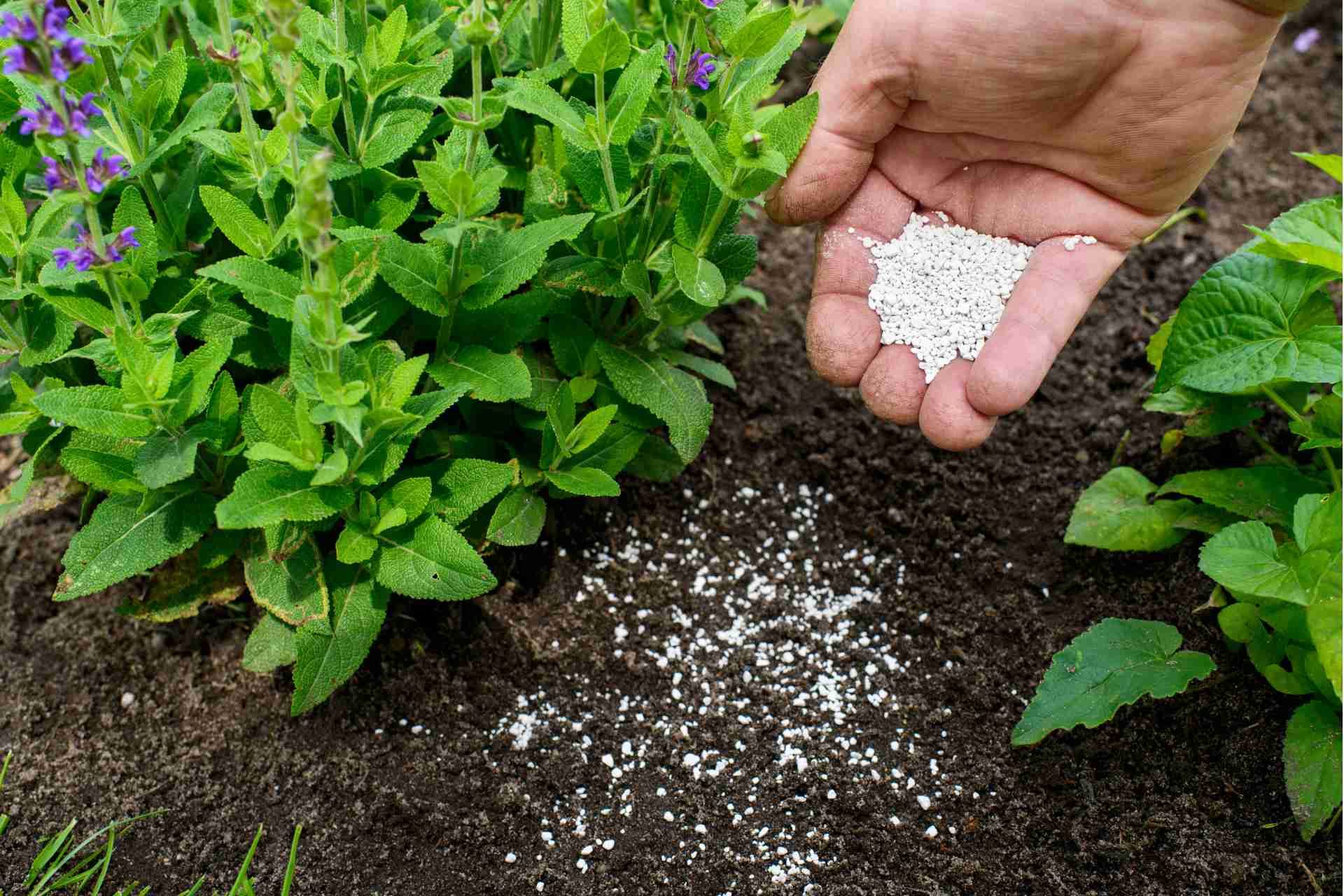 Best Organic Fertilizers for Lawns