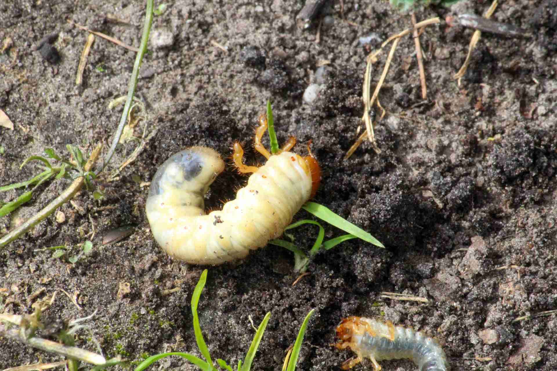 How to Deal with Lawn Pest Naturally