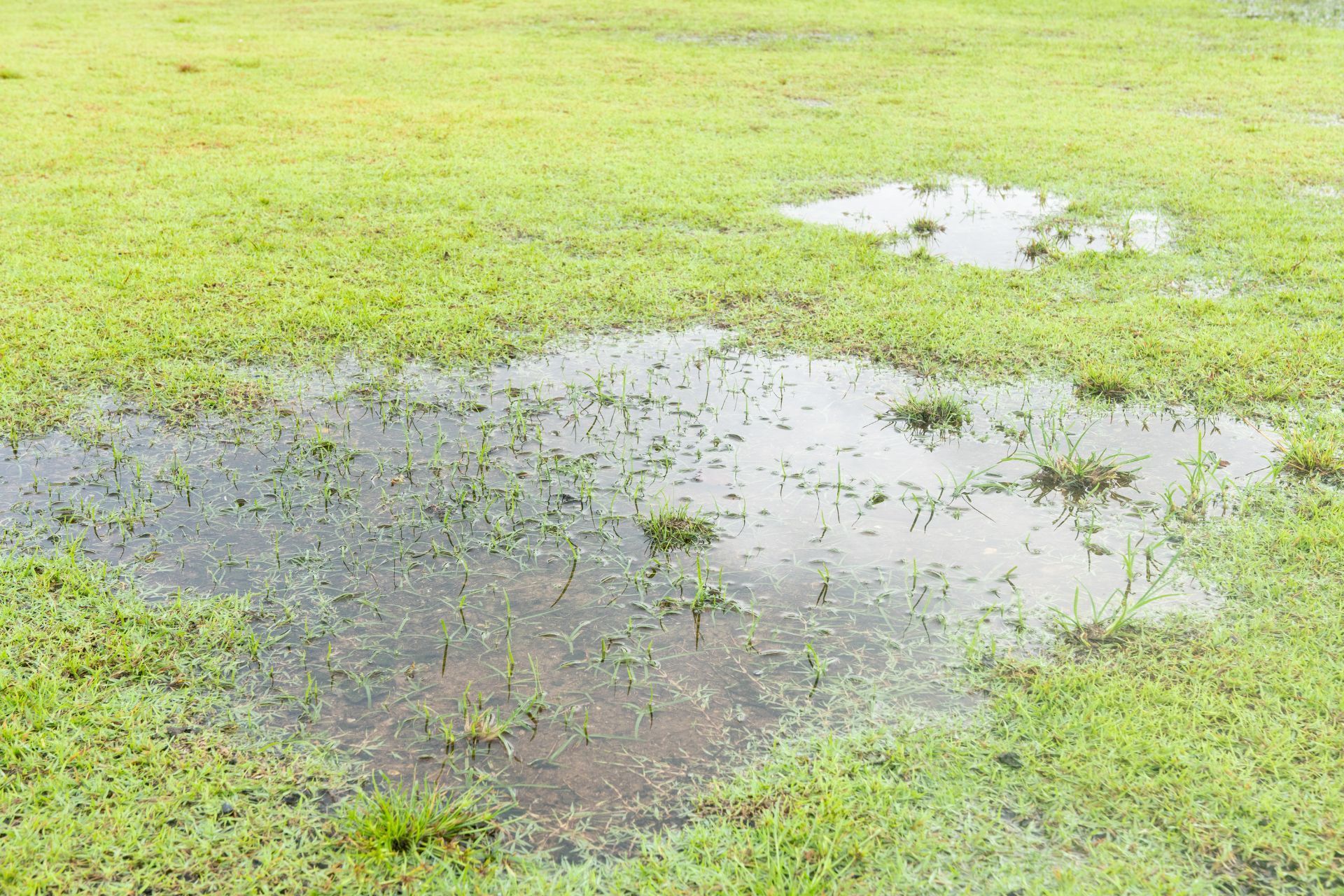 How to Tell If Your Lawn Has a Drainage Problem—and What to Do About It