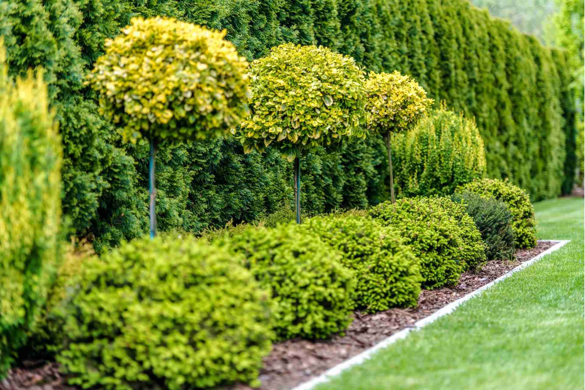 low maintenance shrubs