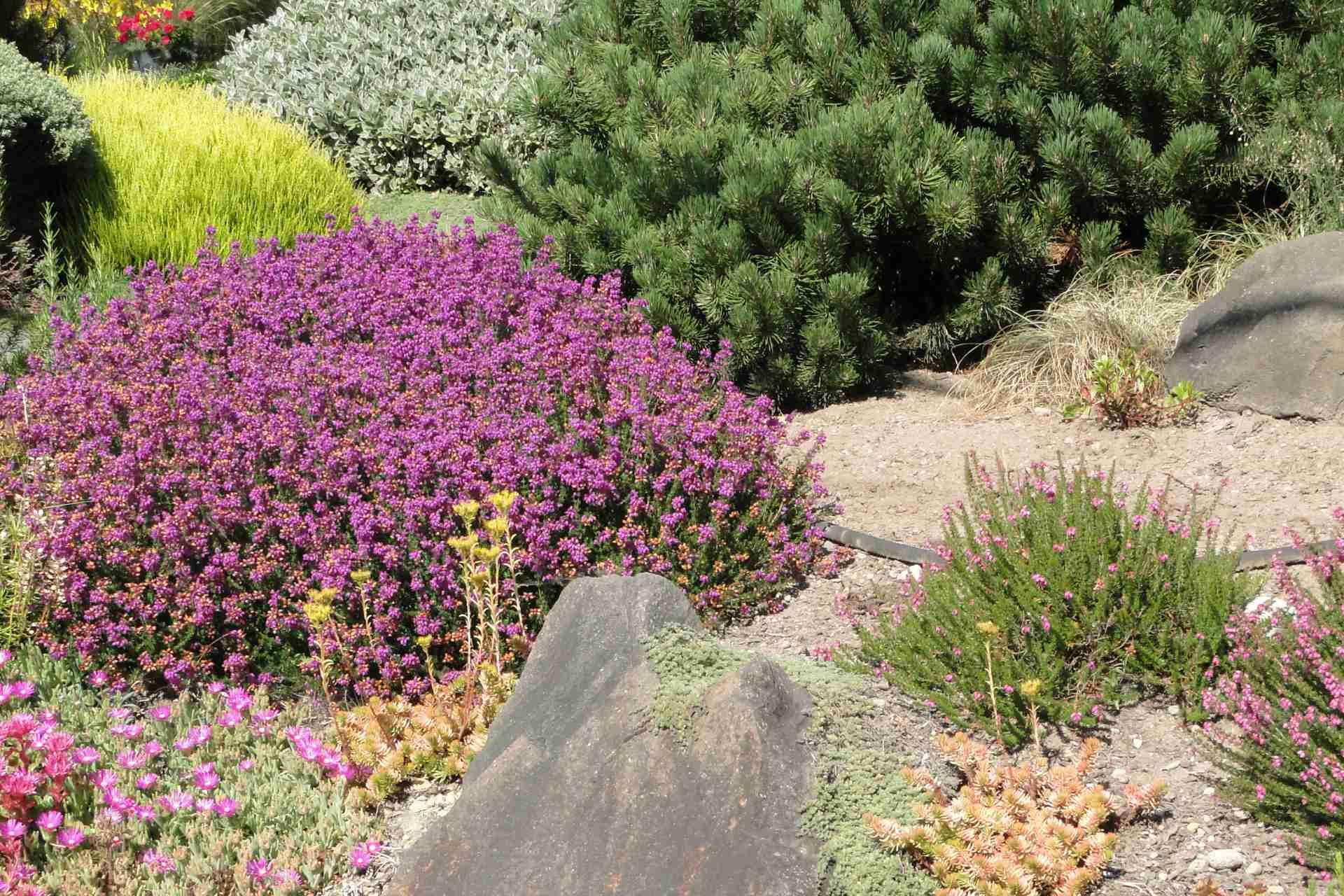 The Best Drought-Tolerant Landscaping Plants for McKinney Homes