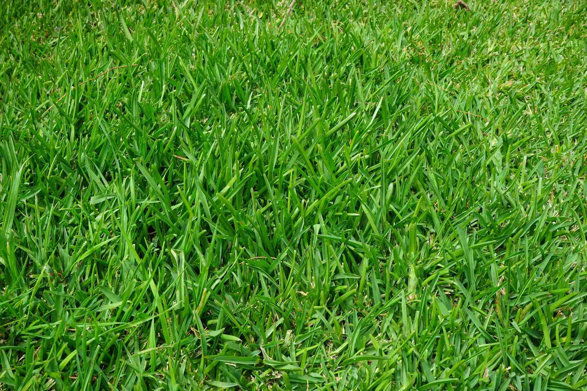 choosing the right grass for your lawn