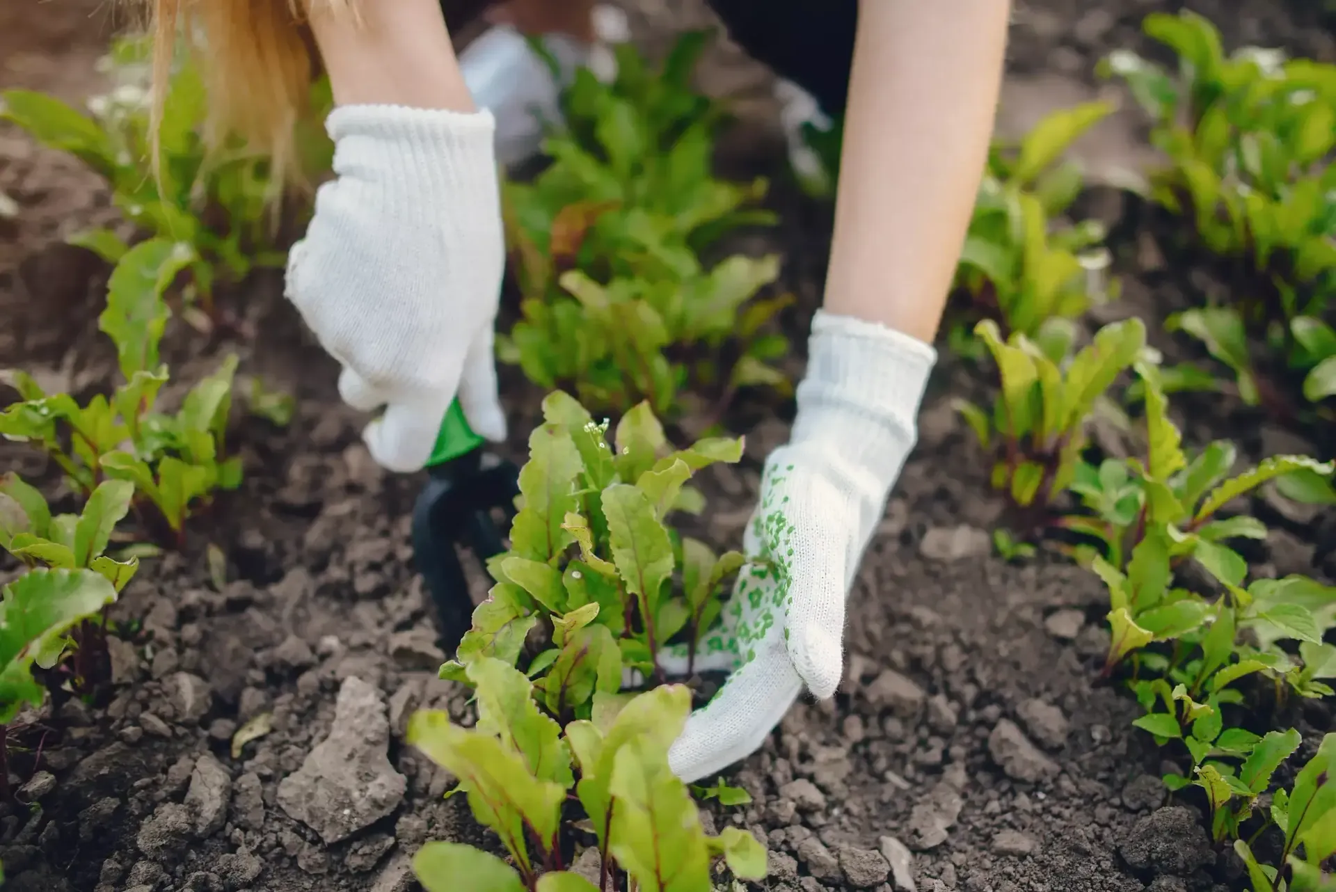 Landscaping Services in Allen TX