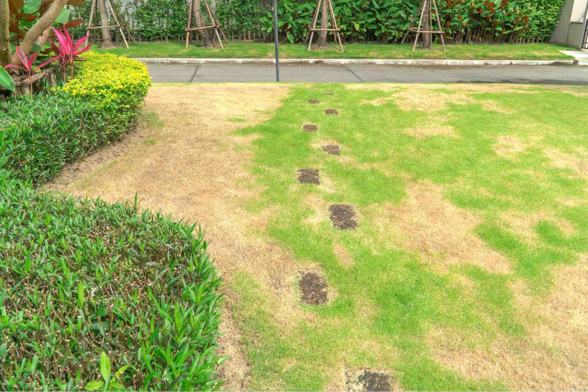 how do i protect my yard from pests in mckinney tx