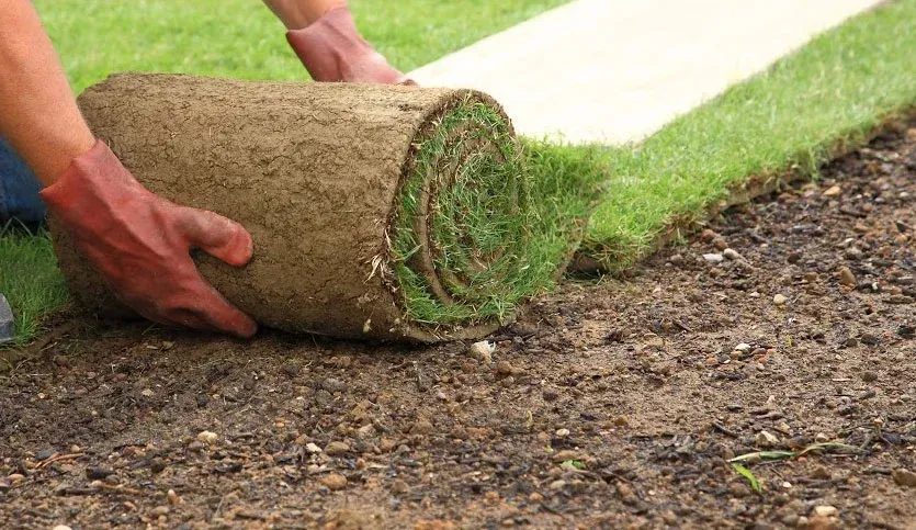 A person is rolling a roll of grass on the ground.