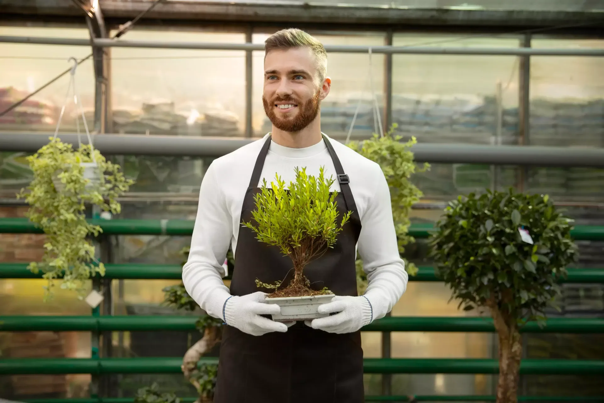 A man in an apron is holding a bonsai tree in a greenhouse.