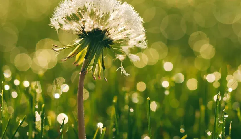 A dandelion is growing in the grass in a field.