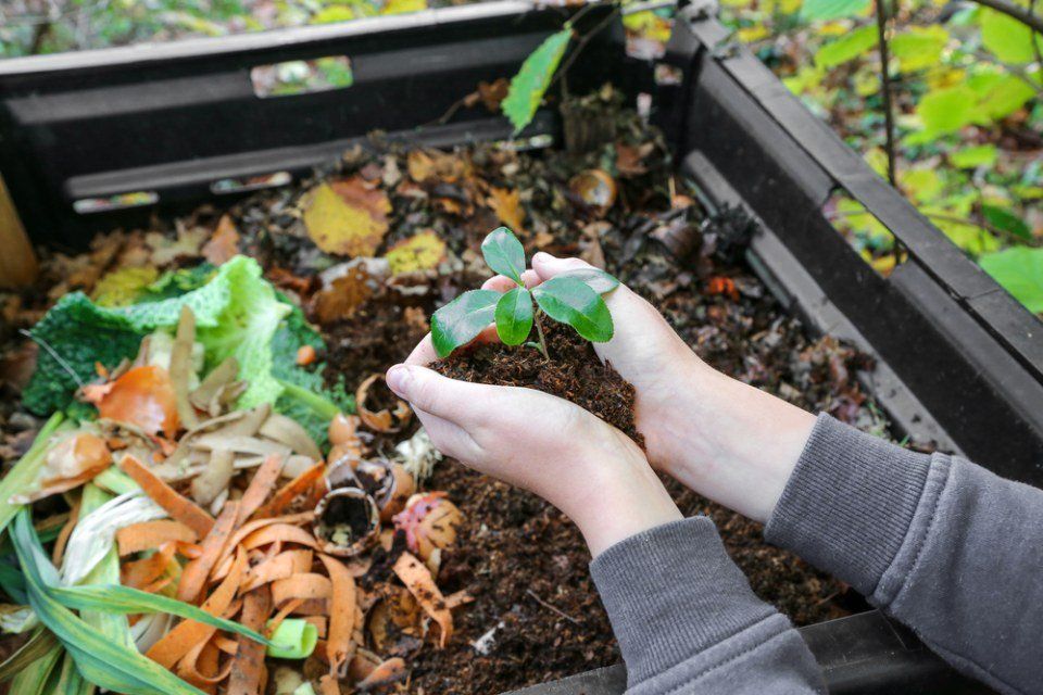 Ecologia