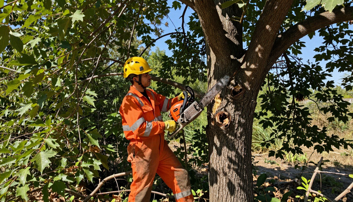 Worker trims branches high in a mature tree during Tree Service in Port Wentworth, GA, to improve clearance and balance.