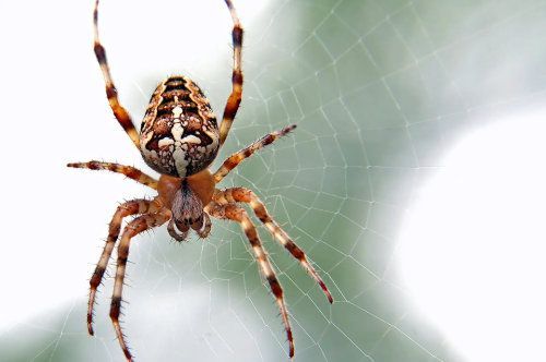 Araignée orbitèle brune et beige au dos à motifs, sur une toile devant un fond flou.