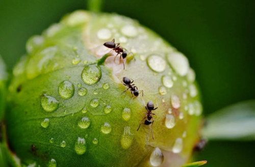 Des fourmis rampant sur un bourgeon de plante vert, recouvert d'eau.