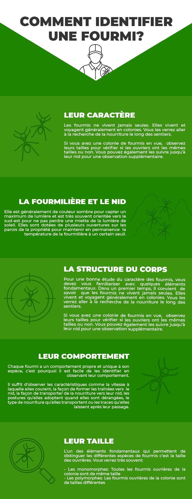 Infographie expliquant comment identifier une fourmi. Texte comportant différents points sur fond vert avec illustrations.