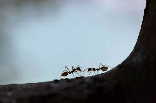 Deux fourmis en silhouette sur une surface sombre et incurvée, sur fond bleu clair.