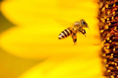 Abeille en vol près d'un tournesol jaune vif, rayures noires et jaunes visibles.