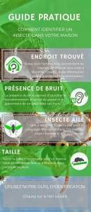 Guide pour identifier les insectes dans votre maison : emplacement, bruit, ailes et taille.
